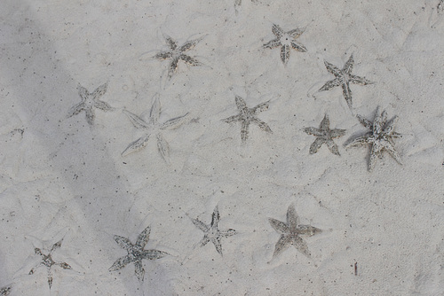 Various Sea Stars on the Sand