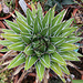 Queen Victoria's Agave
