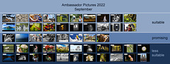 2022-09 Ambassador Pictures (improved version)