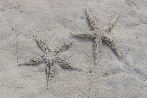 Sea Stars