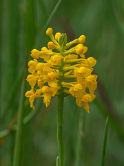 Gymnadeniopsis integra (Yellow Fringeless orchid)