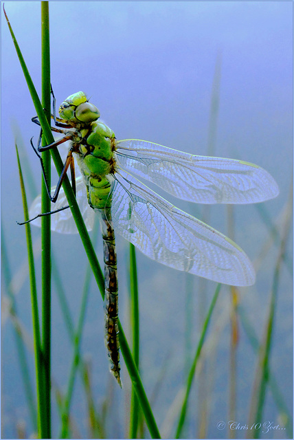 Just born Emperor Dragonfly ~ Grote keizerlibel (Anax imperator)...