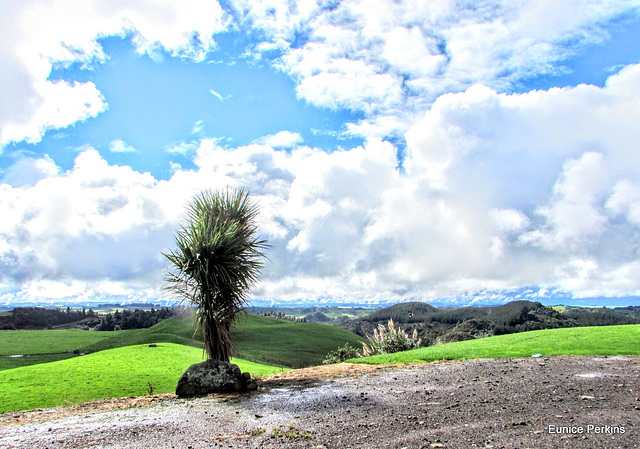 Lonely Cabbage Tree