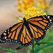 Monarch butterfly.  6076102