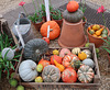 Pumpkins and ornamental gourds