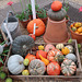 Pumpkins and ornamental gourds