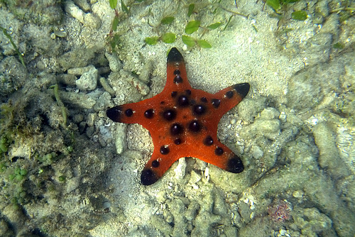 A Small Knobby Sea Star