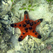 A Small Knobby Sea Star