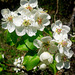 Blooming of wild pear