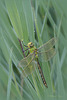 Emperor Dragonfly ~ Grote keizerlibel (Anax imperator),  heerlijk rustend vroeg in de ochtend...