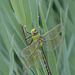 Emperor Dragonfly ~ Grote keizerlibel (Anax imperator),  heerlijk rustend vroeg in de ochtend...
