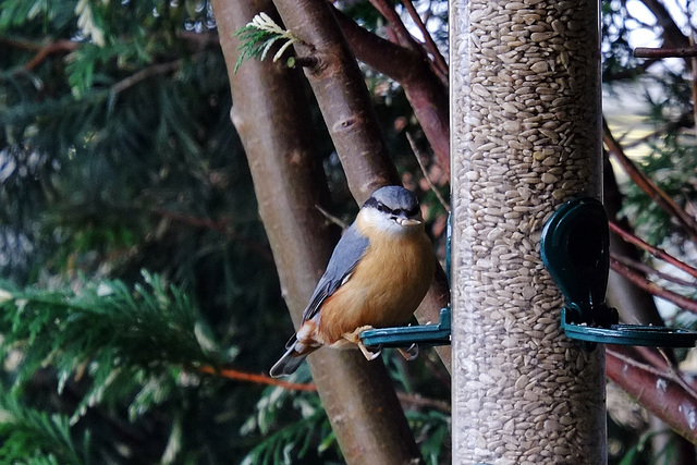 Nuthatch - 2 at a time