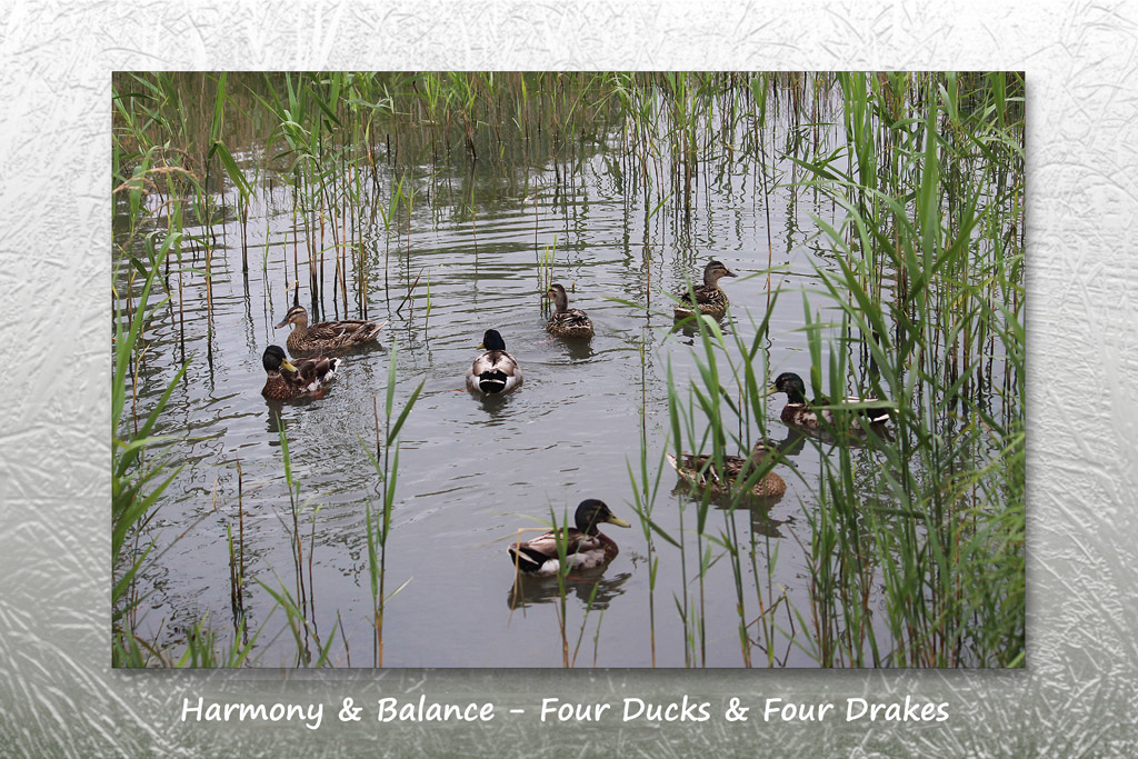 Ducks & Drakes - Drove Park - Denton - Sussex - 17.6.2015