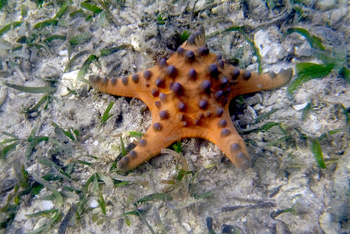 Chocolate Chip Starfish