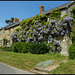wisteria at Lidney Croft