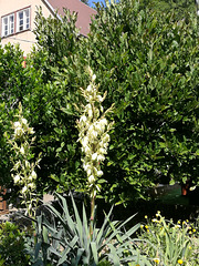 Agavengewächse: Kerzen-Palmlilie (Yucca gloriosa)