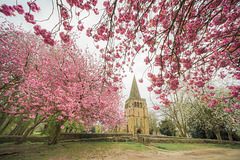 Through the blossom trees.. St.Peter and St.Pauls - Eckington.. p.i.p