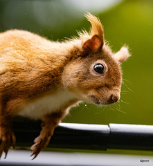 One of our Red Squirrels in the garden.