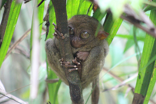 Philippine Tarsier