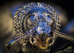 Weevil Portrait