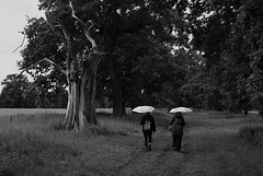 Sentinel tree and umbrellas in the rain