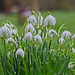 Snowdrops After The Rain