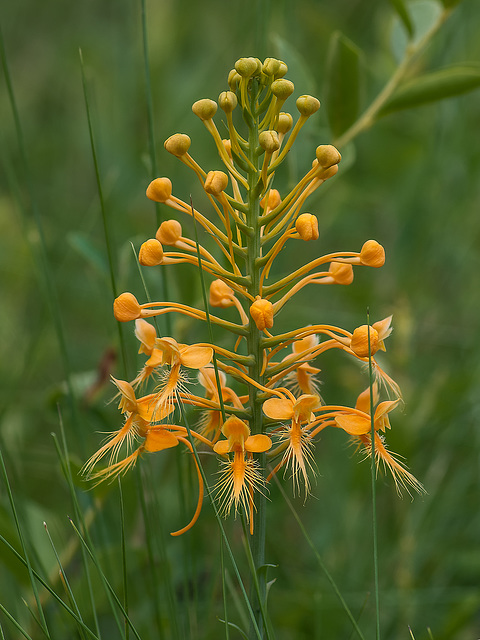 Platanthera ciliaris (Yellow Fringed orchid)