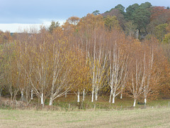 The White ghosts - Betula Jacquemonti in their autumn colours