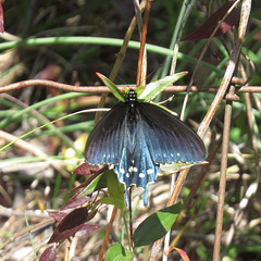 Pipevine swallowtail (M)