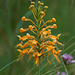 Platanthera ciliaris (Yellow Fringed orchid)