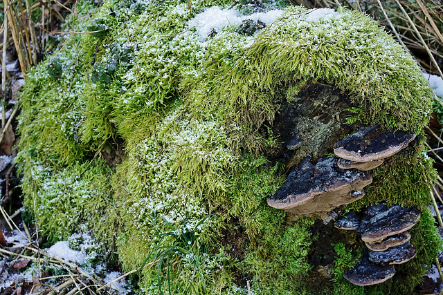 Ein grüner Winterpelz - A green winter fur