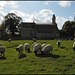 sheep at Hampton Poyle
