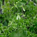 Neottia smallii (Appalachian Twayblade orchid) green [anthocyanin-free] form