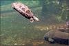 Schildkröte auf Tauchstation