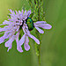 Kleiner grüner Käfer