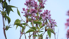 Lilac On Our Tree.