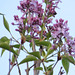 Lilac On Our Tree.