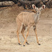 Ina kuduo. Ĉobe Nacia Parko