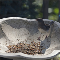 Snowbird eating