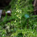 Neottia smallii (Appalachian Twayblade orchid) green [anthocyanin-free] form