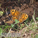 Wall Brown butterfly, East Blatchington 26 7 2021