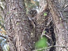 Barred owl in its home tree