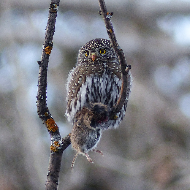 A tiny owl from the past