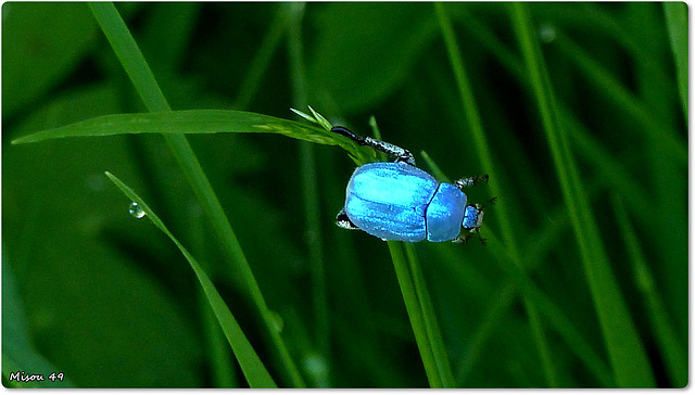 Insecte bleu