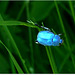 Insecte bleu