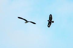 A heron being chased by a buzzard