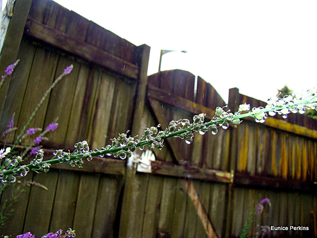 Fence and Water Drops.