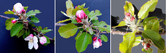 Von der Knospe zur Blüte... From the bud to the flower... ©UdoSm