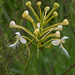 Platanthera Xlueri (Leur's Fringed orchid hybrid)