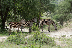 Tarangire, Tree Zebras